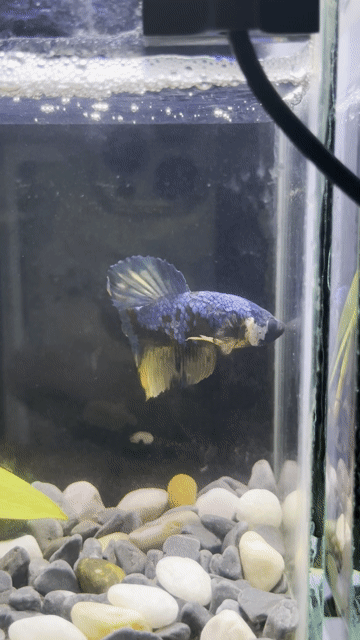 Cá Betta Blue Yellow Xanh Vàng. Mua bán Thú cưng khác tại Huyện Hóc Môn Tp Hồ Chí Minh được đăng bởi 3979 hình 1