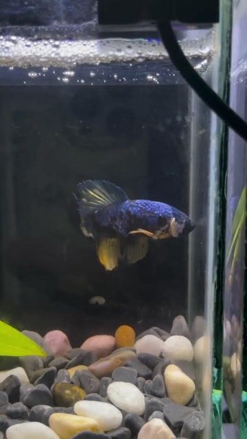 Cá Betta Blue Yellow Xanh Vàng. Mua bán Thú cưng khác tại Huyện Hóc Môn Tp Hồ Chí Minh được đăng bởi 3979 hình 1