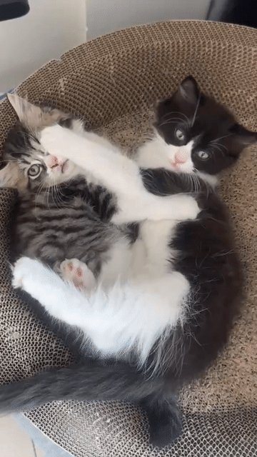 Vía cặp Mèo Anh lông dài lai Ragdoll 2 tháng tuổi. Mua bán Mèo tại Quận 10 Tp Hồ Chí Minh được đăng bởi Phạm Khoa hình 1