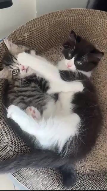 Vía cặp Mèo Anh lông dài lai Ragdoll 2 tháng tuổi. Mua bán Mèo tại Quận 10 Tp Hồ Chí Minh được đăng bởi Phạm Khoa hình 1