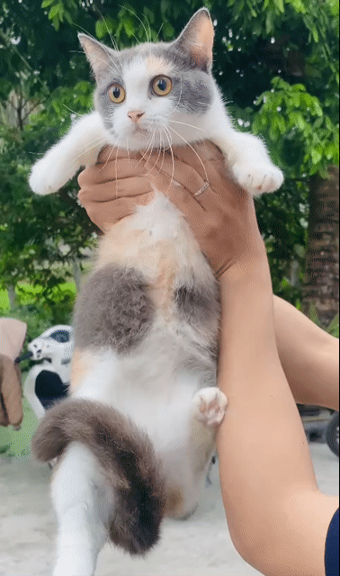 Mèo munchkin tam thể cái chưa sinh sản sẵn hcm. Mua bán Mèo tại Thành phố Thủ Đức Tp Hồ Chí Minh được đăng bởi QUYNH THI TITI hình 1