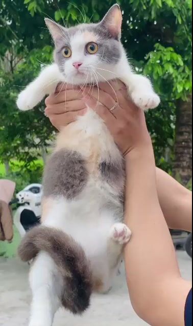 Mèo munchkin tam thể cái chưa sinh sản sẵn hcm. Mua bán Mèo tại Thành phố Thủ Đức Tp Hồ Chí Minh được đăng bởi QUYNH THI TITI hình 1