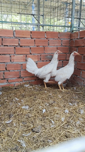 cặp Gà Mỹ rặc mái 5 tháng 1ky9 . Mua bán Gà tại Quận Cái Răng Cần Thơ được đăng bởi trại gà mỹ hậu Giang  hình 1