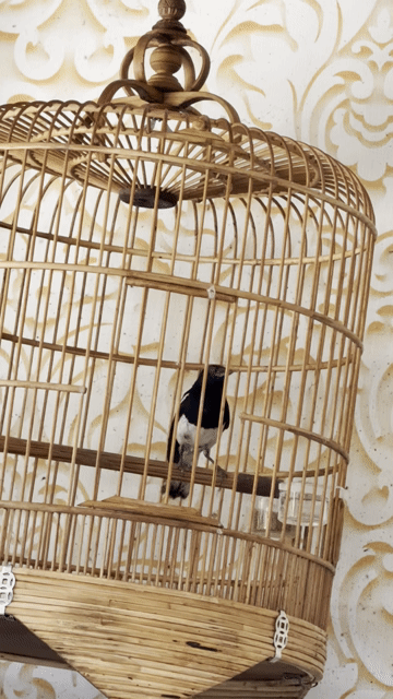 Chim Than 1 năm siêng hót màu Đen trắng. Mua bán Chim tại Thành phố Thủ Dầu Một Bình Dương được đăng bởi Thụy hình 1