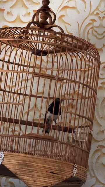 Chim Than 1 năm siêng hót màu Đen trắng. Mua bán Chim tại Thành phố Thủ Dầu Một Bình Dương được đăng bởi Thụy hình 1