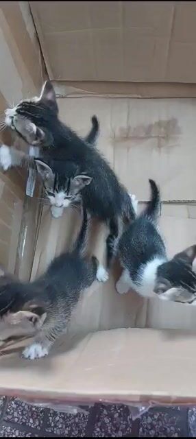 cần cho Mèo con đực. Mua bán Mèo tại Huyện Hóc Môn Tp Hồ Chí Minh được đăng bởi Ngà Hai hình 1