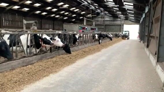 Pareur: le pédicure des vaches.