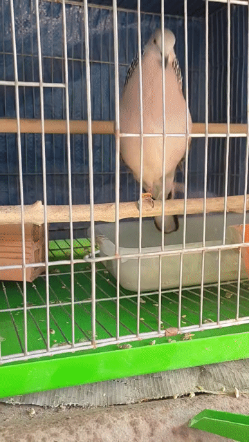 Chim malay tơ Thúc gù. Mua bán Chim tại Thành phố Thuận An Bình Dương được đăng bởi Nhan Nguyen hình 1