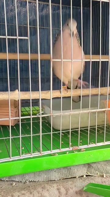 Chim malay tơ Thúc gù. Mua bán Chim tại Thành phố Thuận An Bình Dương được đăng bởi Nhan Nguyen hình 1