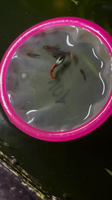 Cá bảy màu Dumbo Short. Mua bán Thú cưng khác tại Huyện Châu Thành Tiền Giang được đăng bởi Tiểu Cường hình 1