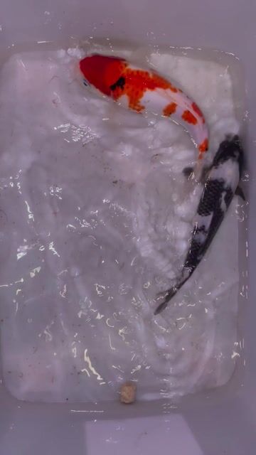 Cá Koi Nhật Bản. Mua bán Thú cưng khác tại Quận 6 Tp Hồ Chí Minh được đăng bởi Nguyễn Thịnh hình 1