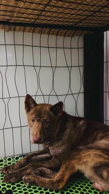 Chó Mông cộc cái 10 tháng. Mua bán Chó tại Quận Hai Bà Trưng Hà Nội được đăng bởi Mai Quang hình 1