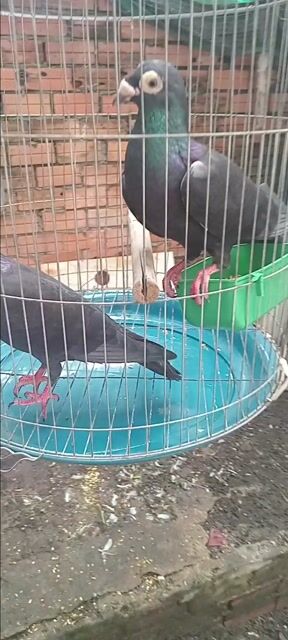 Chim bồ câu Đen 2 con. Mua bán Chim tại Huyện Hóc Môn Tp Hồ Chí Minh được đăng bởi Như Lê hình 1