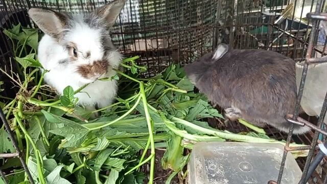 Thỏ kiểng Trắng Nâu. Mua bán Thú cưng khác tại Huyện Long Điền Bà Rịa - Vũng Tàu được đăng bởi Quyền phạm hình 1