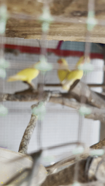Chim Lovebird Vàng lutino. Mua bán Chim tại Huyện Củ Chi Tp Hồ Chí Minh được đăng bởi bình Phan hình 1