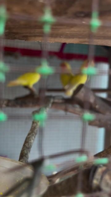 Chim Lovebird Vàng lutino. Mua bán Chim tại Huyện Củ Chi Tp Hồ Chí Minh được đăng bởi bình Phan hình 1