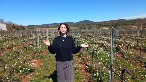 Du raisin à la table