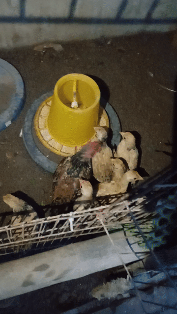 Gà tre bắc tít con. Mua bán Gà tại Huyện Quế Võ Bắc Ninh được đăng bởi Điểm Trương Văn hình 1