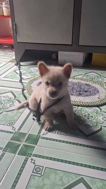 Chó Lai Shiba đực Trắng Đốm lưỡi. Mua bán Chó tại Quận Cái Răng Cần Thơ được đăng bởi nguyen ngoc hình 1