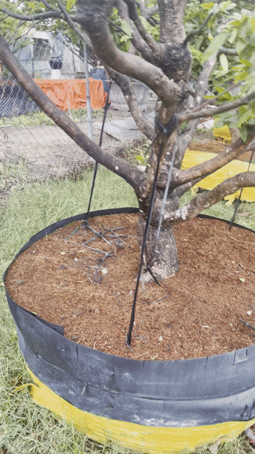 Vịt thui đã qua chế biến. Mua bán Đồ ăn, thực phẩm và các loại khác tại Thành phố Thủ Dầu Một Bình Dương được đăng bởi Tran Thanh Tuan hình 1