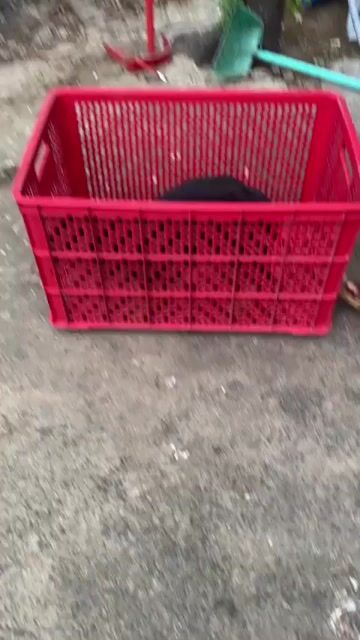 Chó Rottweiler con ms4. Mua bán Chó tại Thành phố Tây Ninh Tây Ninh được đăng bởi Trại Chó Rottweiler Trị An hình 1