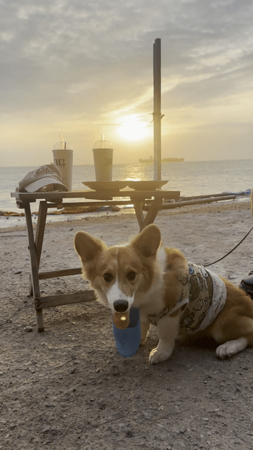 Chó Corgi Nâu trắng. Mua bán Chó tại Thành phố Thủ Đức Tp Hồ Chí Minh được đăng bởi Trần Bùi Thanh Thiên hình 1