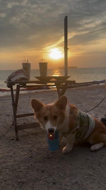 Chó Corgi Nâu trắng. Mua bán Chó tại Thành phố Thủ Đức Tp Hồ Chí Minh được đăng bởi Trần Bùi Thanh Thiên hình 1