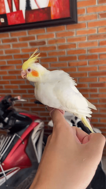 Vẹt Cockatiel Lutino Non. Mua bán Chim tại Quận Sơn Trà Đà Nẵng được đăng bởi Vu Nguyen hình 1