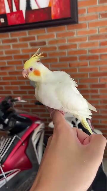 Vẹt Cockatiel Lutino Non. Mua bán Chim tại Quận Sơn Trà Đà Nẵng được đăng bởi Vu Nguyen hình 1