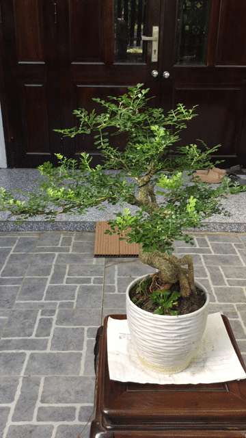 Cây cảnh Cần thăng bonsai Đà Nẵng. Mua bán Cây cảnh, đồ trang trí tại Quận Ngũ Hành Sơn Đà Nẵng được đăng bởi A Quang hình 1