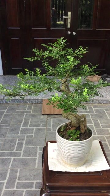 Cây cảnh Cần thăng bonsai Đà Nẵng. Mua bán Cây cảnh, đồ trang trí tại Quận Ngũ Hành Sơn Đà Nẵng được đăng bởi A Quang hình 1