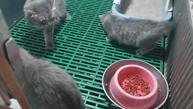 tìm chủ mới cho em mèo anh cái. Mua bán Mèo tại Quận Gò Vấp Tp Hồ Chí Minh được đăng bởi thanhthai632005 hình 1