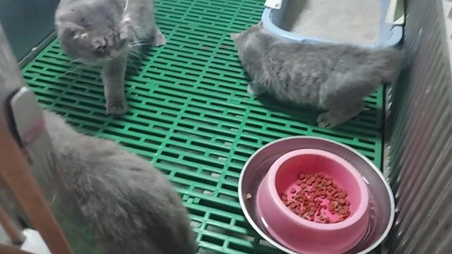 tìm chủ mới cho em mèo anh cái. Mua bán Mèo tại Quận Gò Vấp Tp Hồ Chí Minh được đăng bởi thanhthai632005 hình 1
