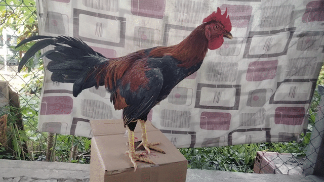 Gà đều to zin 1kg3.50. Mua bán Gà tại Huyện Củ Chi Tp Hồ Chí Minh được đăng bởi Long tự  hình 1