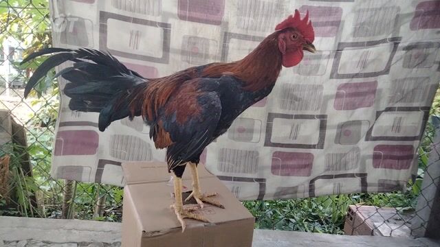 Gà đều to zin 1kg3.50. Mua bán Gà tại Huyện Củ Chi Tp Hồ Chí Minh được đăng bởi Long tự  hình 1