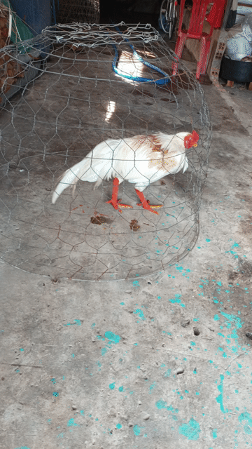 bướm 3k2 tay tốt lông mới . Mua bán Gà tại Huyện Phú Tân An Giang được đăng bởi Vủ kê hình 1
