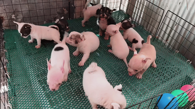 Chó Chihuahua 2 tháng tuổi. Mua bán Chó tại Quận 8 Tp Hồ Chí Minh được đăng bởi Chihuahua nhà ZoZo hình 1