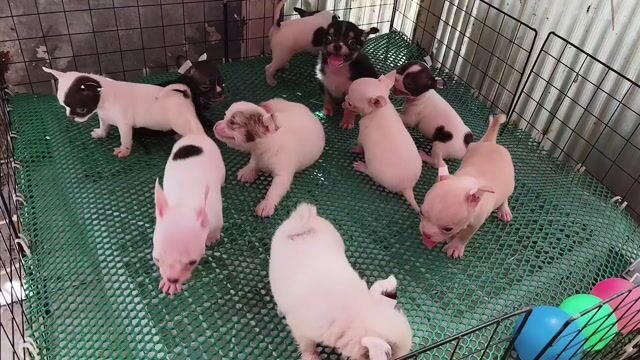 Chó Chihuahua 2 tháng tuổi. Mua bán Chó tại Quận 8 Tp Hồ Chí Minh được đăng bởi Chihuahua nhà ZoZo hình 1
