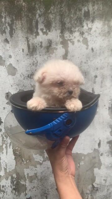 chó bichon cái siêu nhỏ siêu xinh thuần chủng. Mua bán Chó tại Quận Cầu Giấy Hà Nội được đăng bởi Nguyễn Thanh Thư hình 1