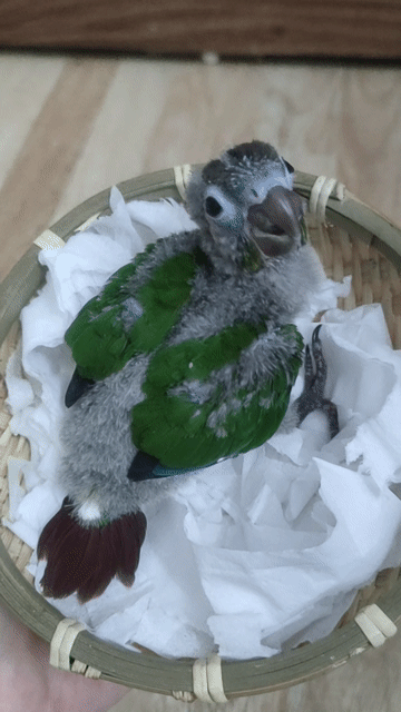Vẹt Green Cheek non đang tập ăn. Mua bán Chim tại Quận Hai Bà Trưng Hà Nội được đăng bởi Shop chim cảnh hình 1