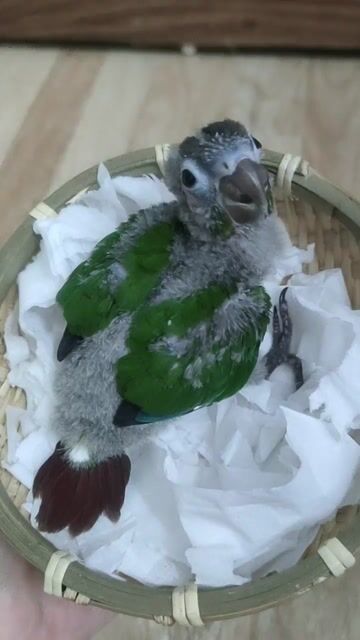 Vẹt Green Cheek non đang tập ăn. Mua bán Chim tại Quận Hai Bà Trưng Hà Nội được đăng bởi Shop chim cảnh hình 1