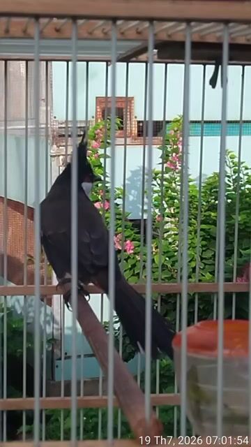 Chim chào mào dạn người, hay hót. Mua bán Chim tại Huyện Củ Chi Tp Hồ Chí Minh được đăng bởi Nhat nam hình 1