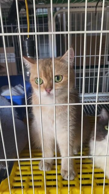 Mèo Golden NY11 bầu golden lùn có phả. Mua bán Mèo tại Huyện Bình Chánh Tp Hồ Chí Minh được đăng bởi NHÀ CÓ MẤY EM MÈO  HCM hình 1