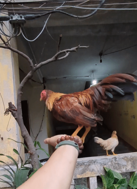 Gà tre cả cặp gà tơ, mái sắp đẻ lứa so. Mua bán Gà tại Quận Đống Đa Hà Nội được đăng bởi Hai Chien Vu hình 1