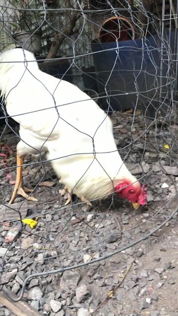 Gà bướm 3.3kg Thua xỉu. Mua bán Gà tại Thành phố Thủ Đức Tp Hồ Chí Minh được đăng bởi Hải Võ hình 1