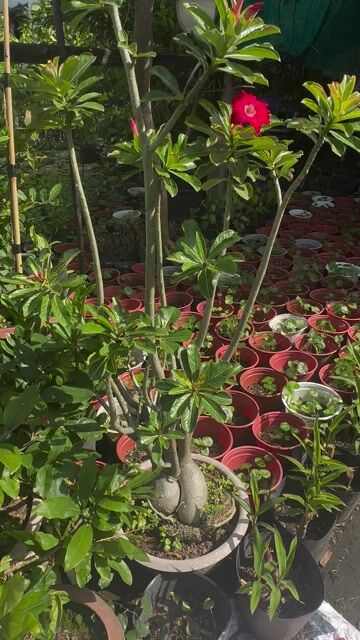 Cây Sứ Hồng đậm gốc lớn khoẻ đẹp. Mua bán Cây cảnh, đồ trang trí tại Quận Gò Vấp Tp Hồ Chí Minh được đăng bởi Vườn Kiểng Nhà Nị Ny hình 1