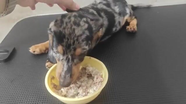 Chó Lạp xưởng đực 2 tháng màu Muối tiêu. Mua bán Chó tại Thành phố Biên Hòa Đồng Nai được đăng bởi Đan Anh hình 1