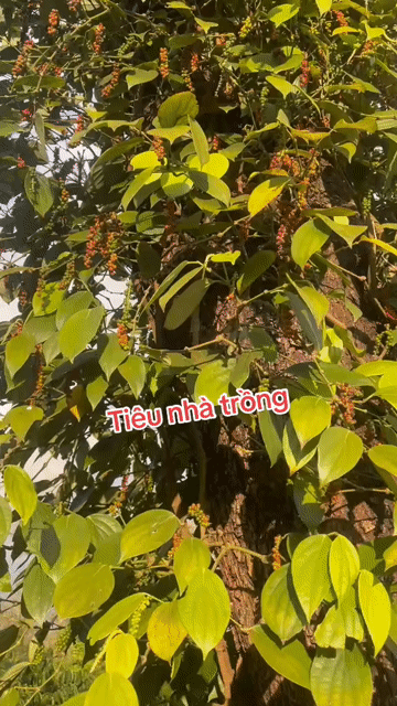 Tiêu đen nguyên hạt 100g. Mua bán Đồ ăn, thực phẩm và các loại khác tại Quận 12 Tp Hồ Chí Minh được đăng bởi Ngô Hằng hình 1