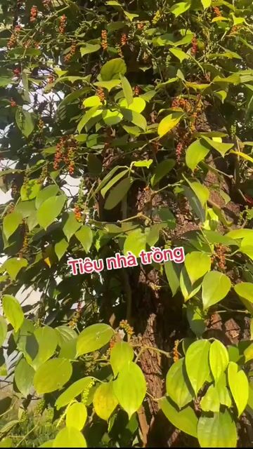 Tiêu đen nguyên hạt 100g. Mua bán Đồ ăn, thực phẩm và các loại khác tại Quận 12 Tp Hồ Chí Minh được đăng bởi Ngô Hằng hình 1