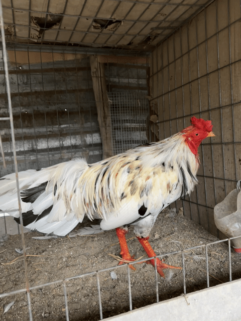 Bướm 3,6kg. Mua bán Gà tại Huyện Châu Thành Tiền Giang được đăng bởi Võ Tấn Phúc hình 1